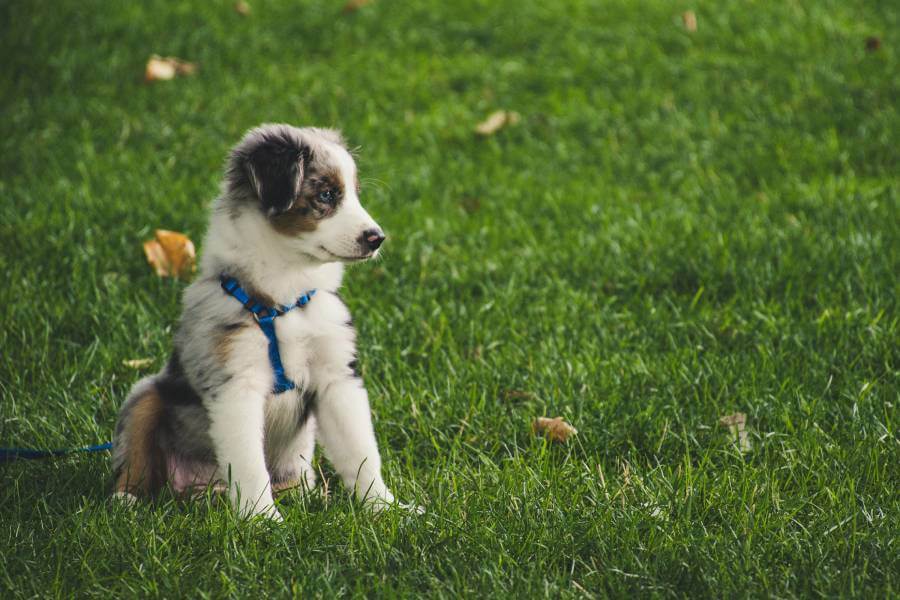 Canine Companion School Image