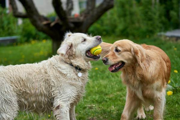 Canine Companion Behaviour Consultation Image