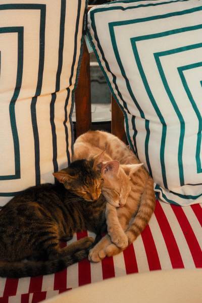 Feline Companion Behaviour Consultations Image